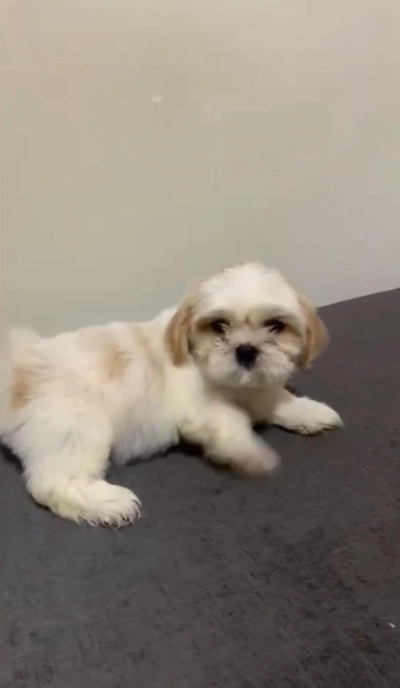 puppy-1