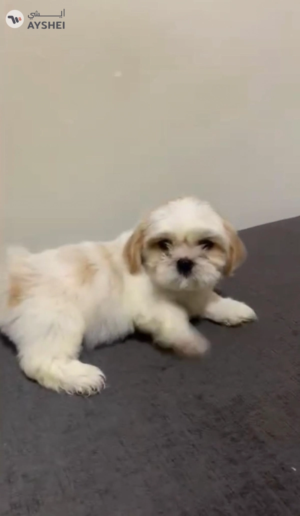 puppy