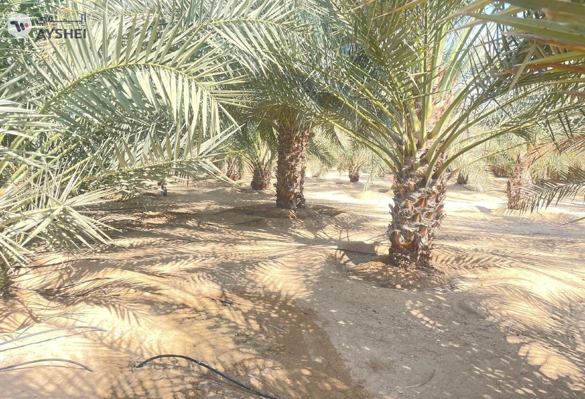 FARM FOR SALE IN AL AJBAN-3-3