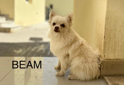 Cute Puppies looking for new home-0