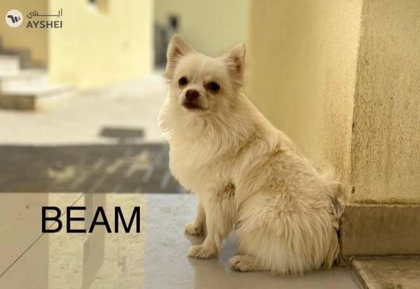 Cute Puppies looking for new home