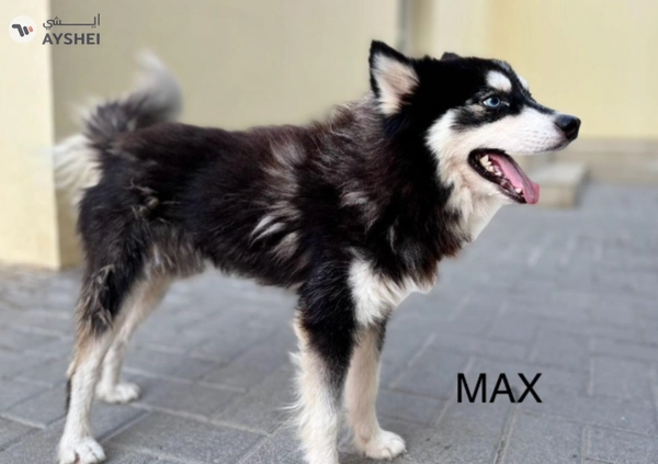 Cute Puppies looking for new home