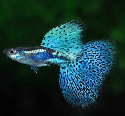 high-quality guppy fish from different breeds (5cm)-0
