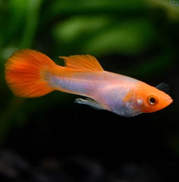 high-quality guppy fish from different breeds (5cm)