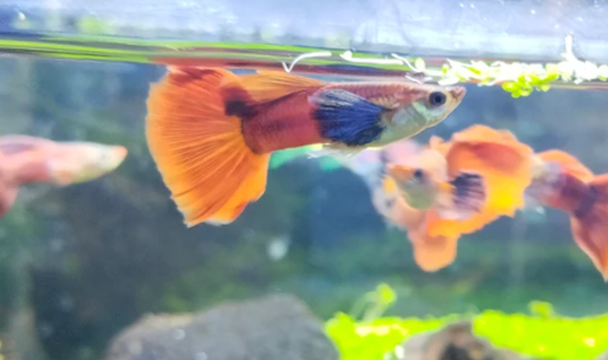 high-quality guppy fish from different breeds (5cm)-2-2