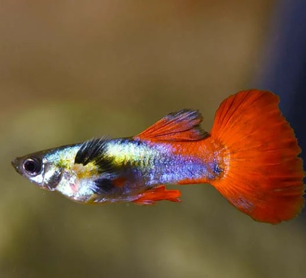 high-quality guppy fish from different breeds (5cm)
