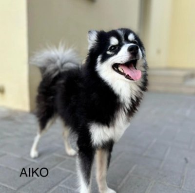 Cute Puppies looking for new home-0