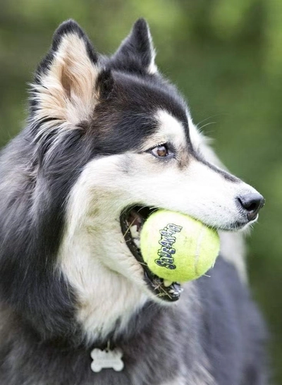 Kong Squeakair Balls - Dog Toy Premium Squeak Tennis Balls, Gentle on Teeth - For Medium Dogs (3 Pack)-2