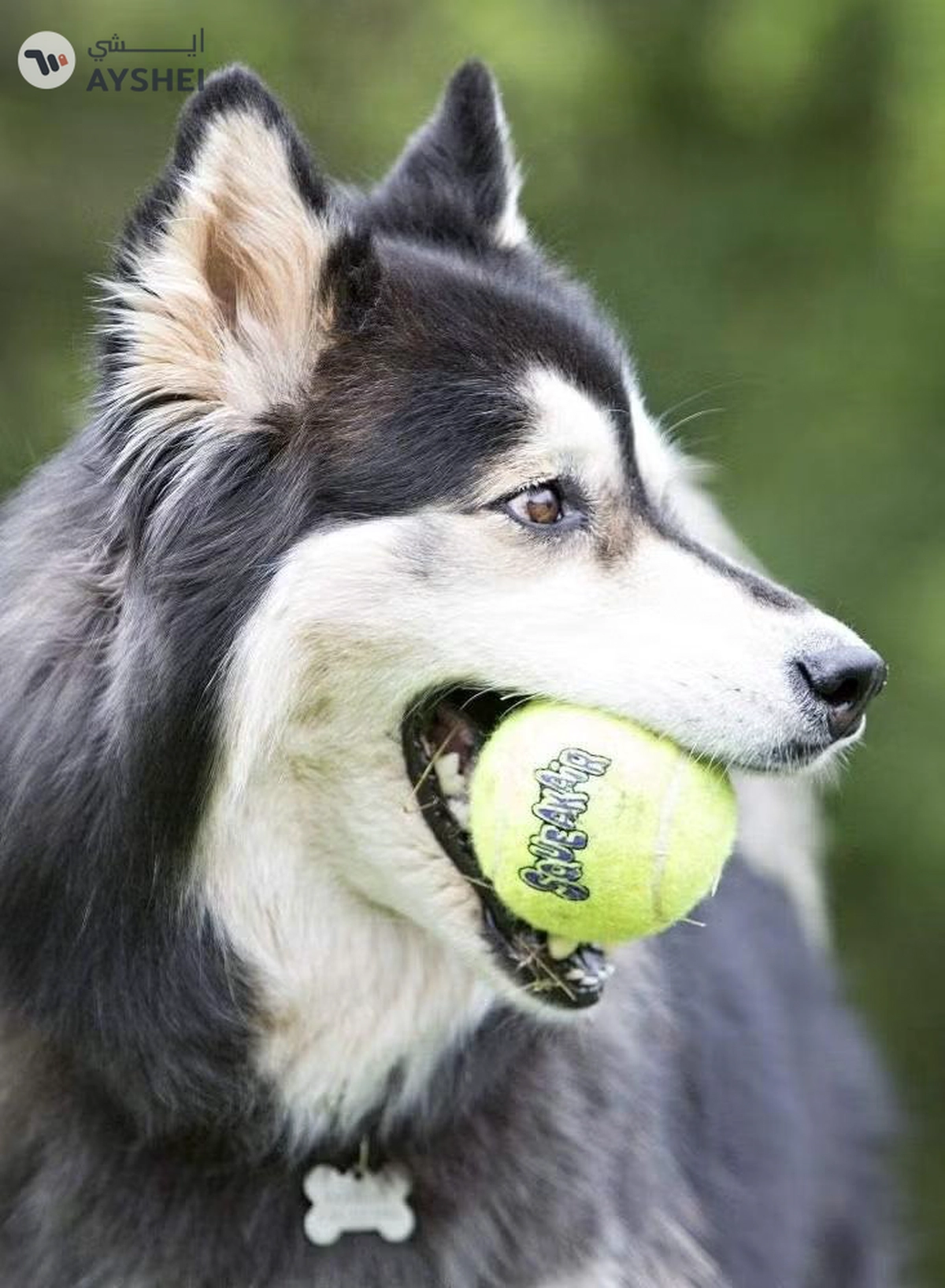 Kong Squeakair Balls - Dog Toy Premium Squeak Tennis Balls, Gentle on Teeth - For Medium Dogs (3 Pack)-2-2