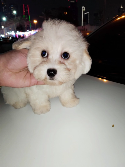 cute fluppy white puppy-0
