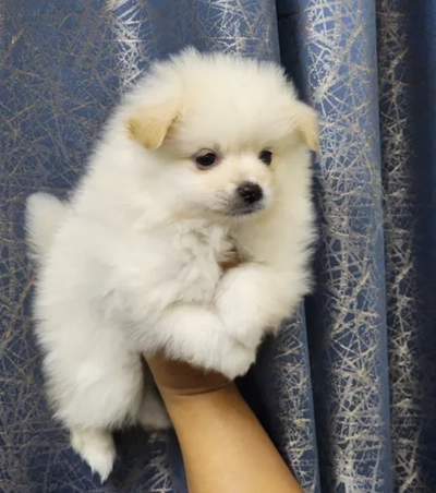 Mini Pomeranian male puppies-0