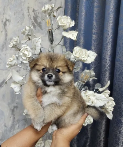 Mini Pomeranian male puppies-0