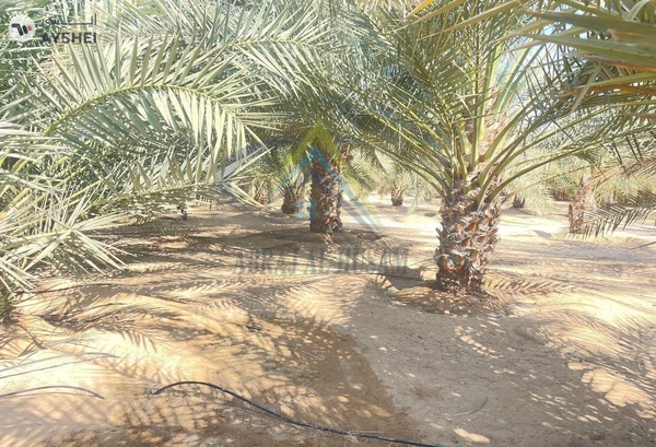 FARM FOR SALE IN AL AJBAN