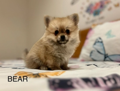 Cute Puppies looking for new home-0