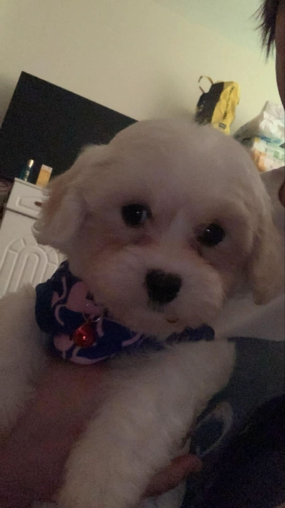 Maltipoo male 2months old available-1