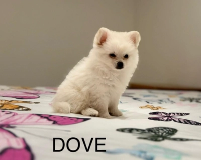 Cute Puppies looking for new home-0