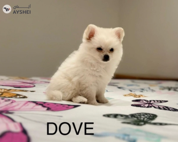 Cute Puppies looking for new home