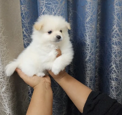 Mini Pomeranian male puppies-0