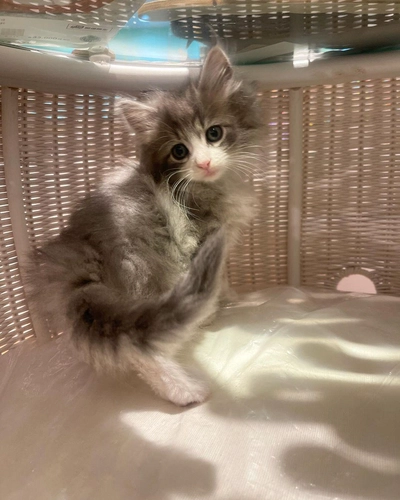 Beautiful Maine Coon Kitten Free for Adoption to a Loving Home-0