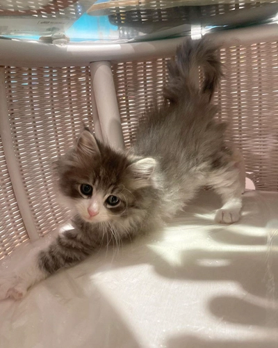 Beautiful Maine Coon Kitten Free for Adoption to a Loving Home-1