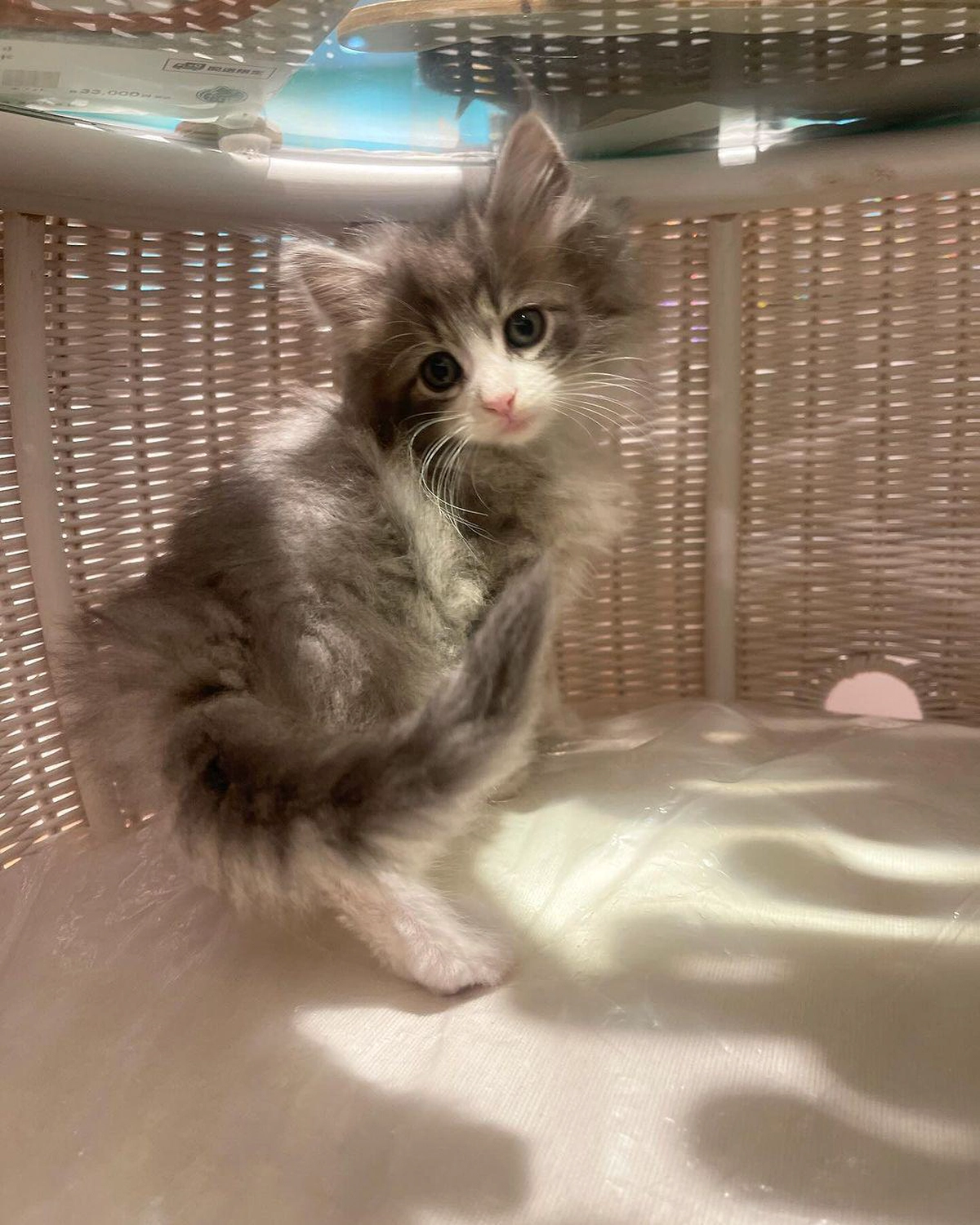 Beautiful Maine Coon Kitten Free for Adoption to a Loving Home