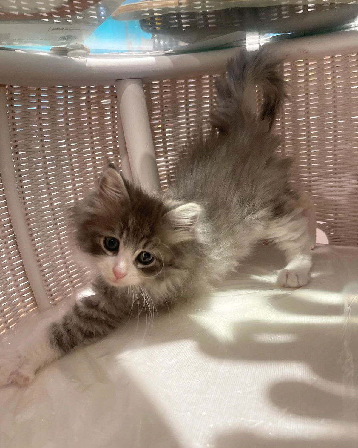 Beautiful Maine Coon Kitten Free for Adoption to a Loving Home-1-1