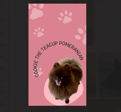 Cute Puppies looking for new home-0