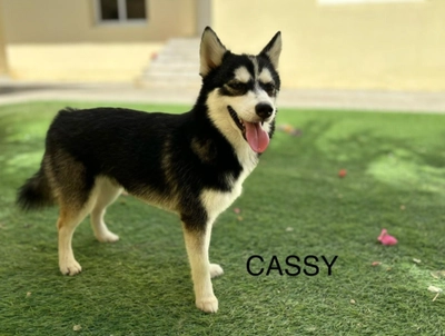 Cute Puppies looking for new home-0