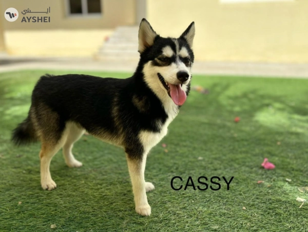 Cute Puppies looking for new home