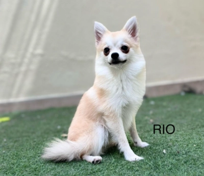 Cute Puppies looking for new home-0