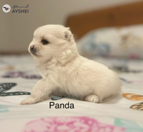 Cute Puppies looking for new home