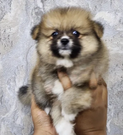 Mini Pomeranian male puppies-0