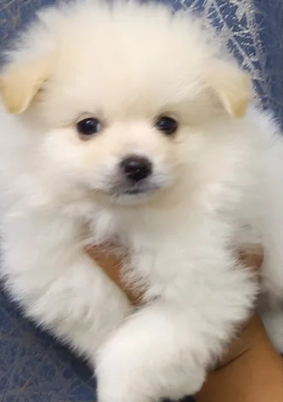 Mini Pomeranian male puppies-0