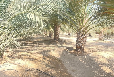 FARM FOR SALE IN AL AJBAN-0