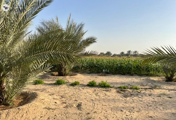 FARM FOR SALE IN AL AJBAN