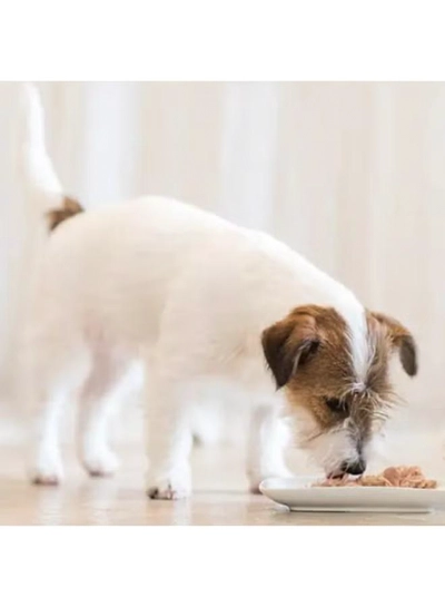 Schesir Dog Wet Food-Chicken Fillets With Lamb [Weight - 340g]-2