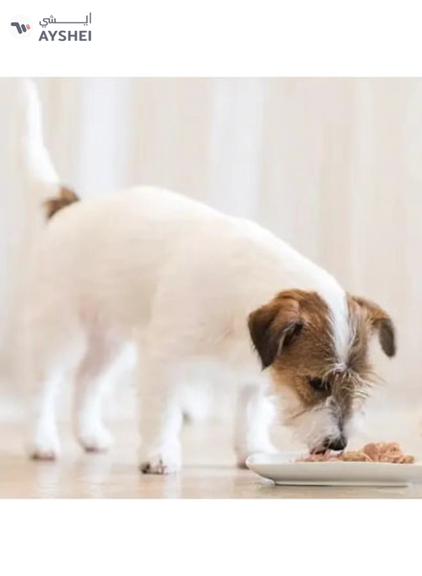 Schesir Dog Wet Food-Chicken Fillets With Lamb [Weight - 340g]