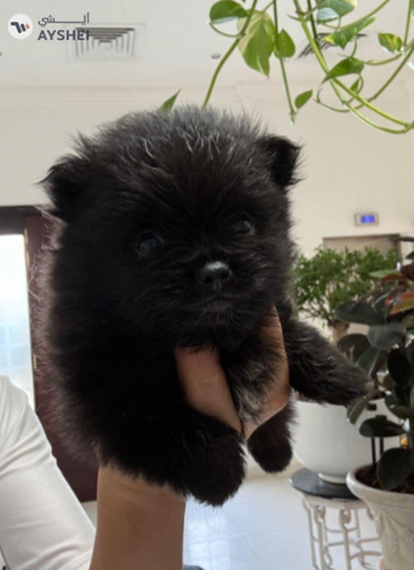Cute Puppies looking for new home