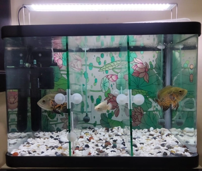 Fish Aquarium for Sale – Complete Setup with Cabinet & Oscar Fish-2