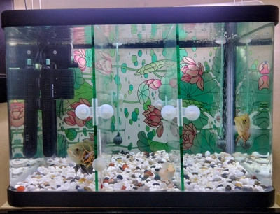 Fish Aquarium for Sale – Complete Setup with Cabinet & Oscar Fish-3
