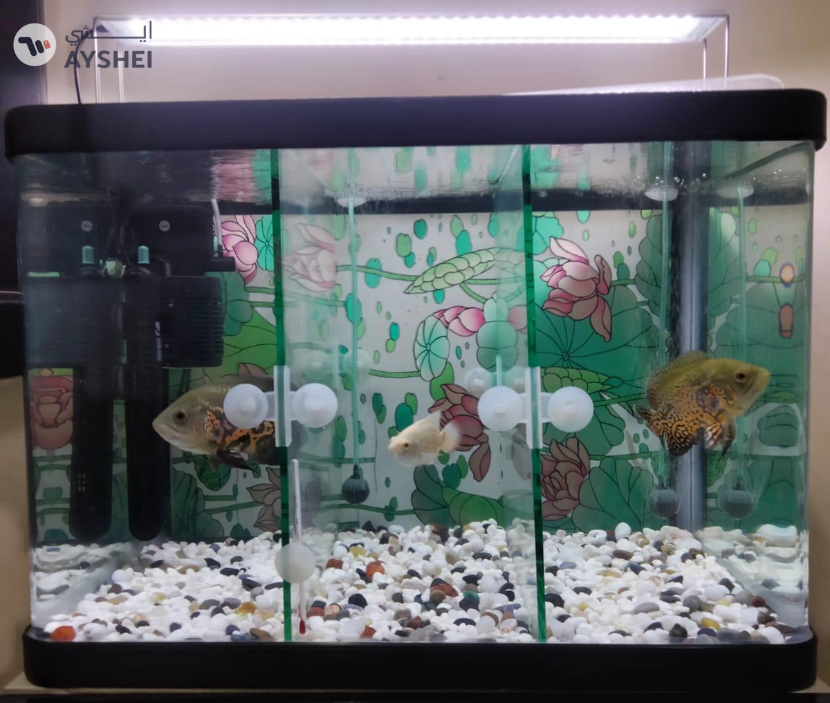 Fish Aquarium for Sale – Complete Setup with Cabinet & Oscar Fish-2-2