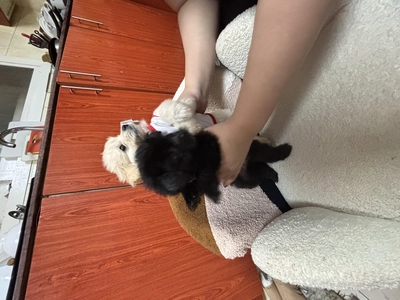 puppy for you-1