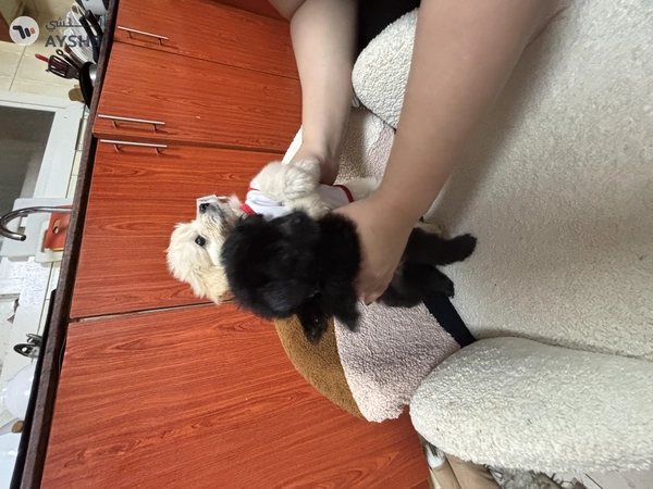 puppy for you