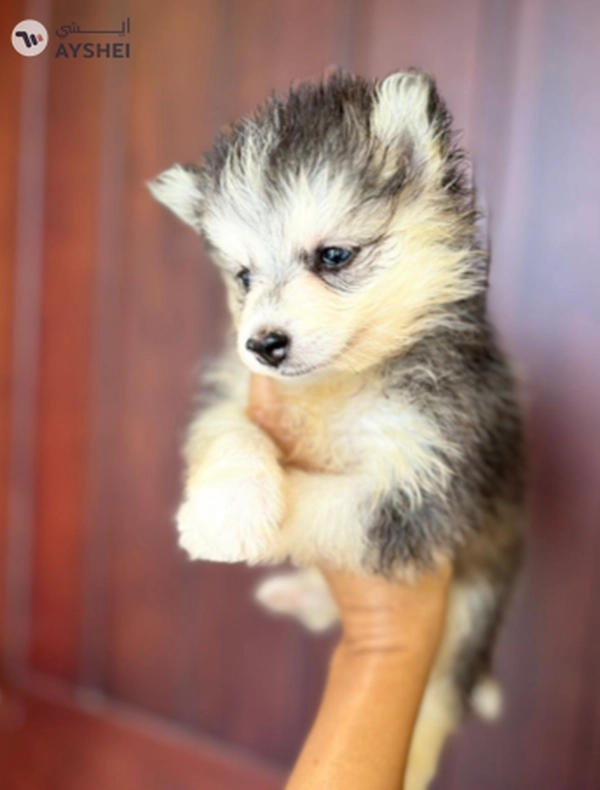 Cute Puppies looking for new home