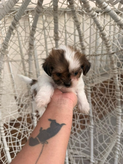 shihtzu puppy available-1