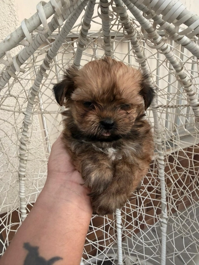 shihtzu puppy available-2