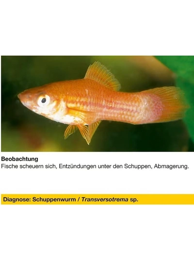 Sera Mycopur - 50ml - Fish Aquarium-1