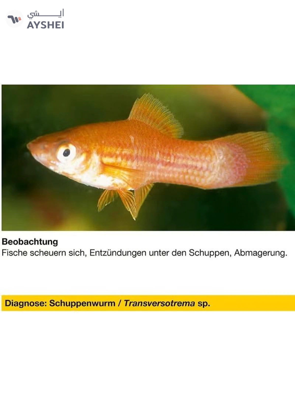 Sera Mycopur - 50ml - Fish Aquarium-1-1