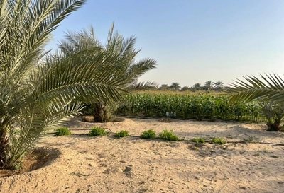 FARM FOR SALE IN AL SAMHA-3