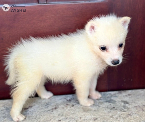Cute Puppies looking for new home